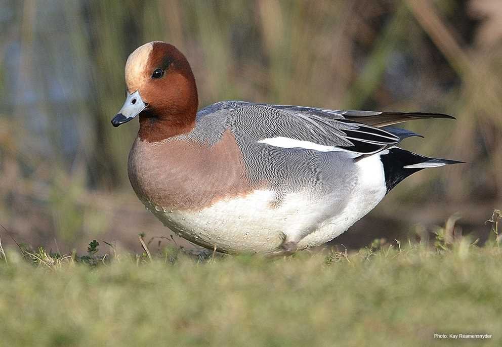 Eurasian Wigeon3