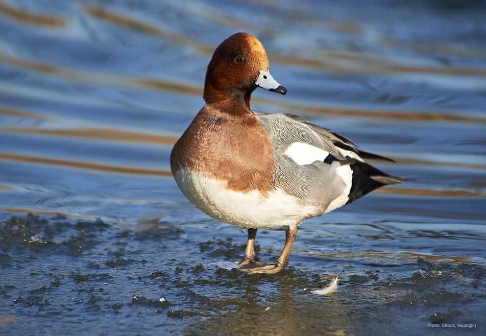Eurasian Wigeon4