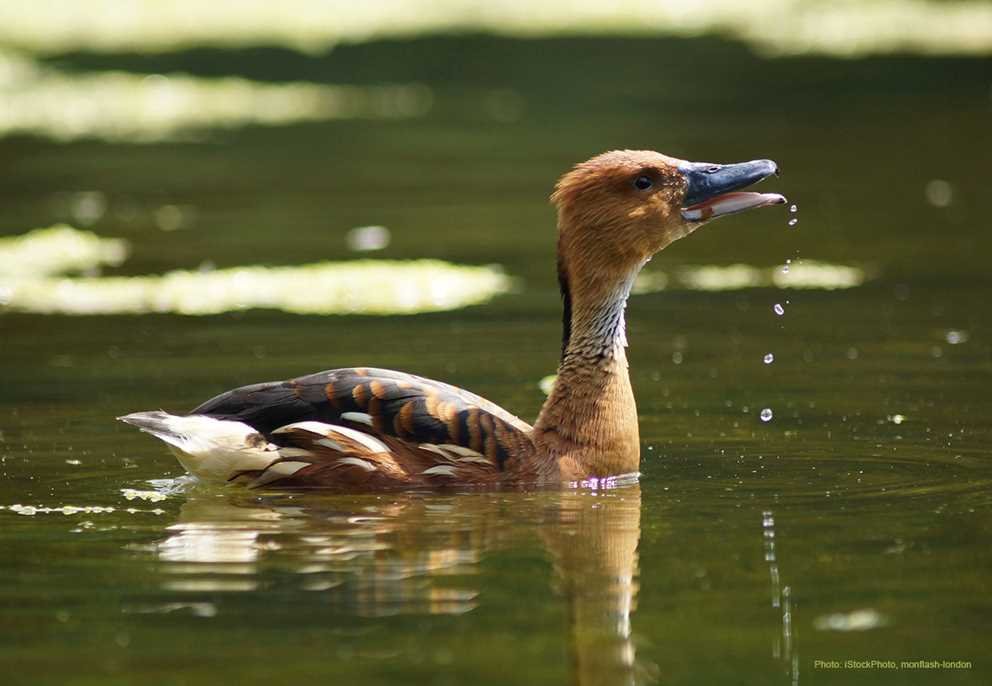 Fulvous Whistling Duck (1)