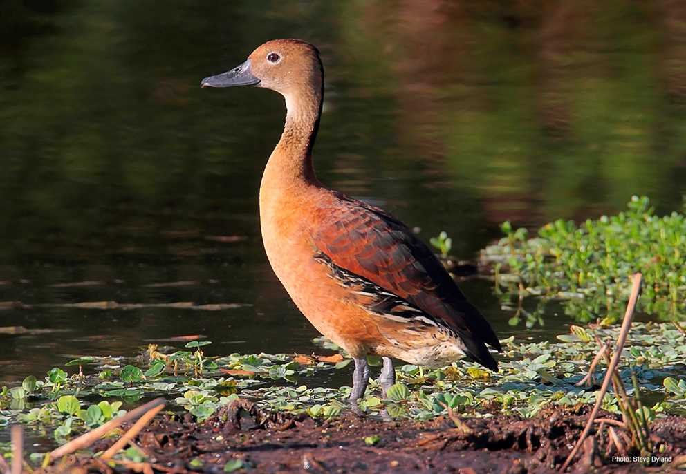 Fulvous Whistling Duck (2)