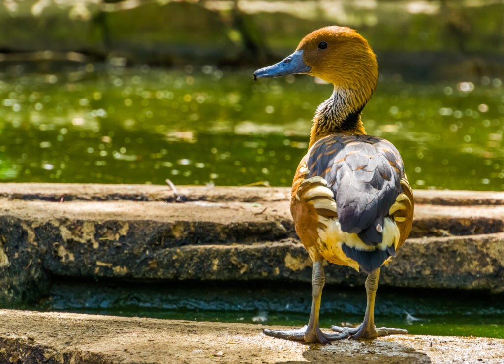 closeup of a fulvous whistling duck standing at the water side, tropical bird specie from Africa and America
