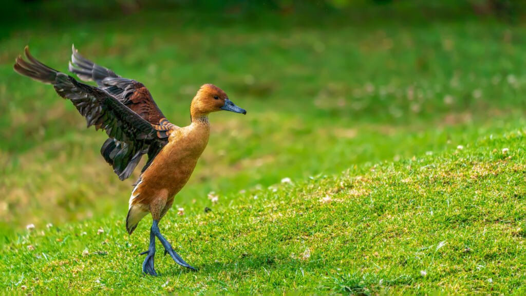 Fulvous whistling duck