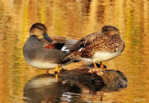 Gadwall