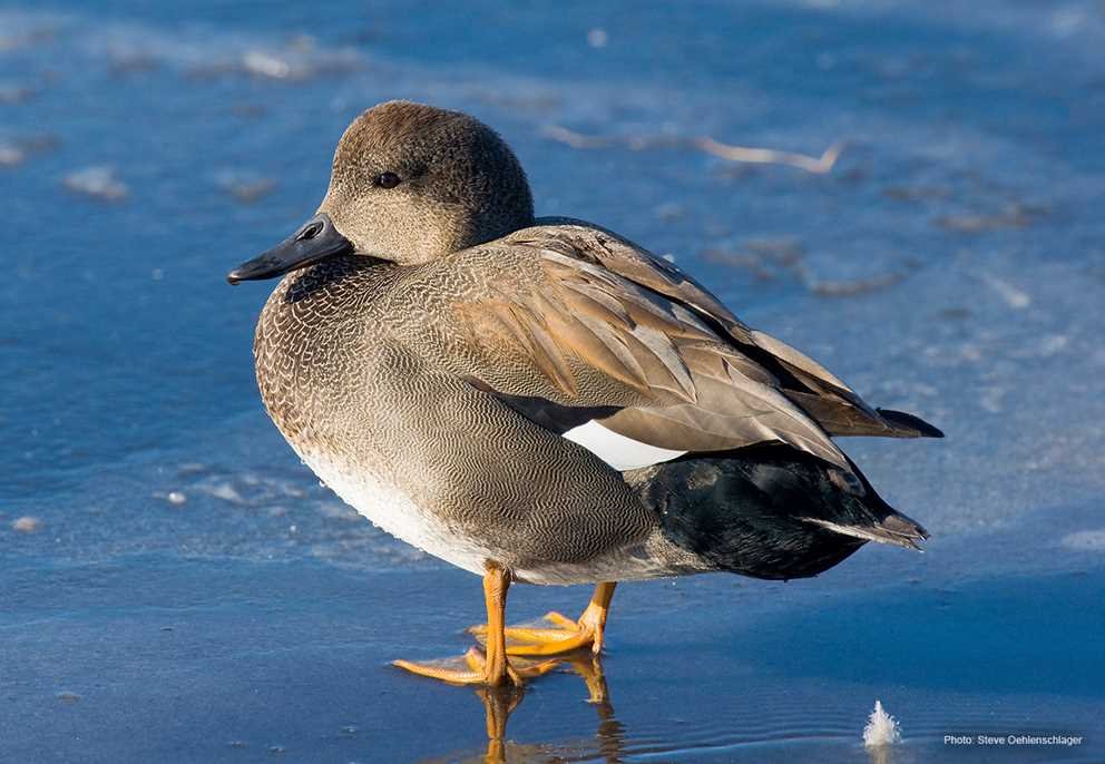 Gadwall3