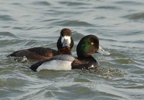 Greater Scaup