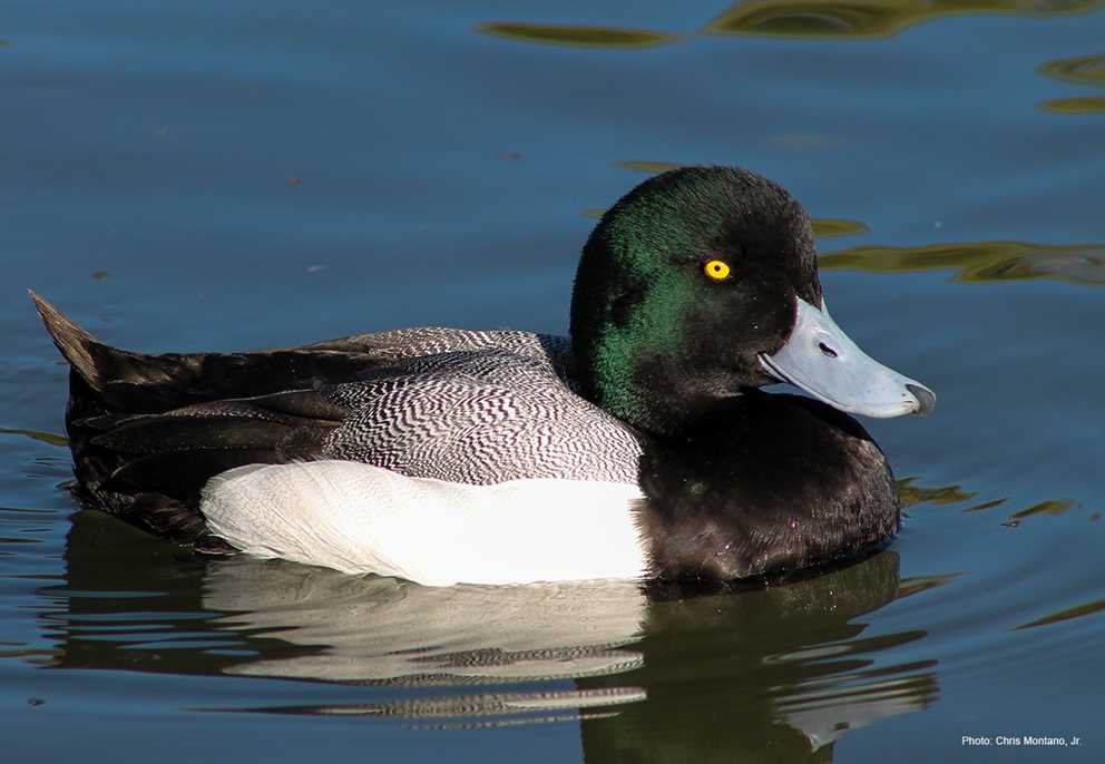 Greater Scaup2
