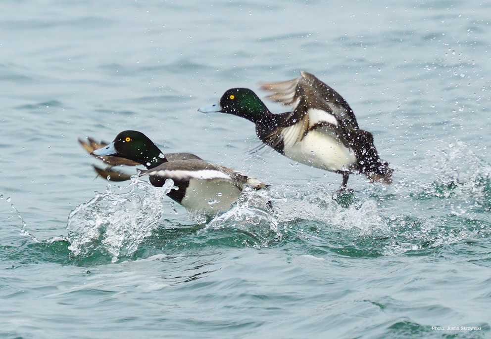 Greater Scaup3
