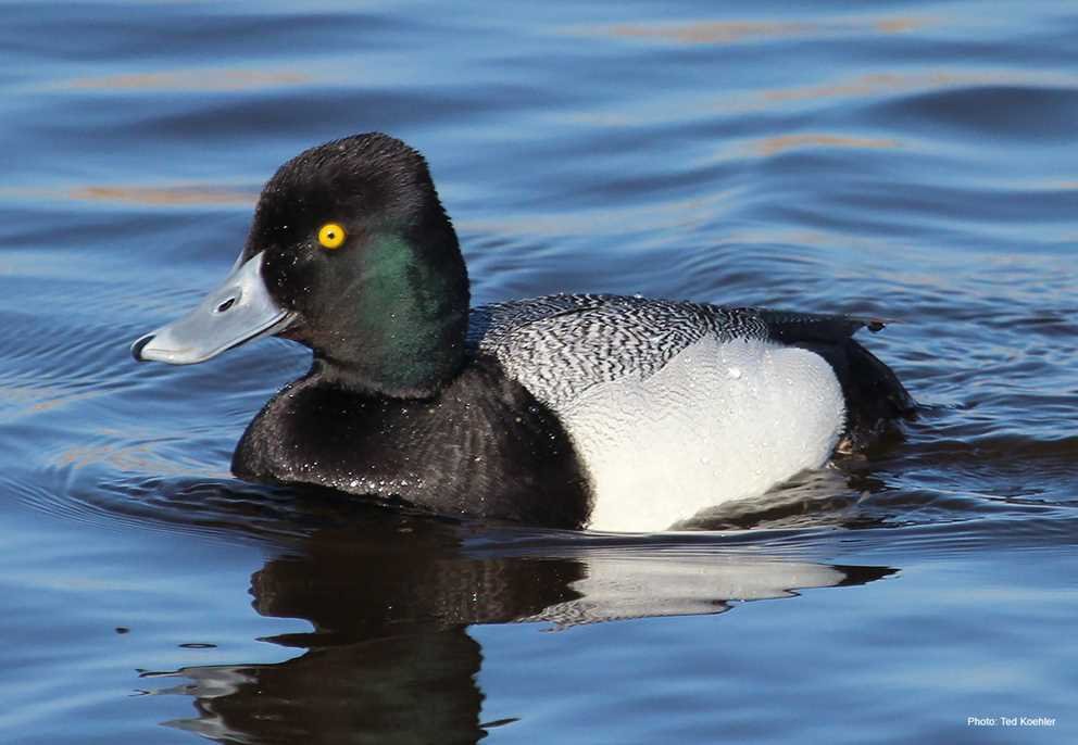 Greater Scaup4