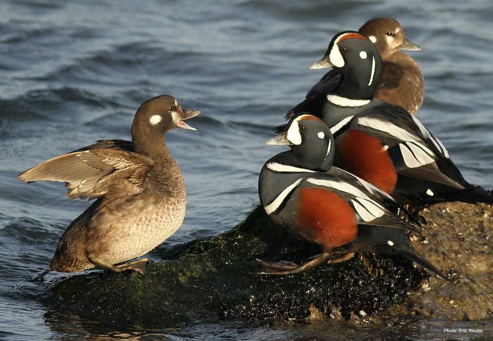 Harlequin Duck