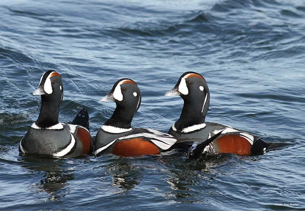 Harlequin Duck4