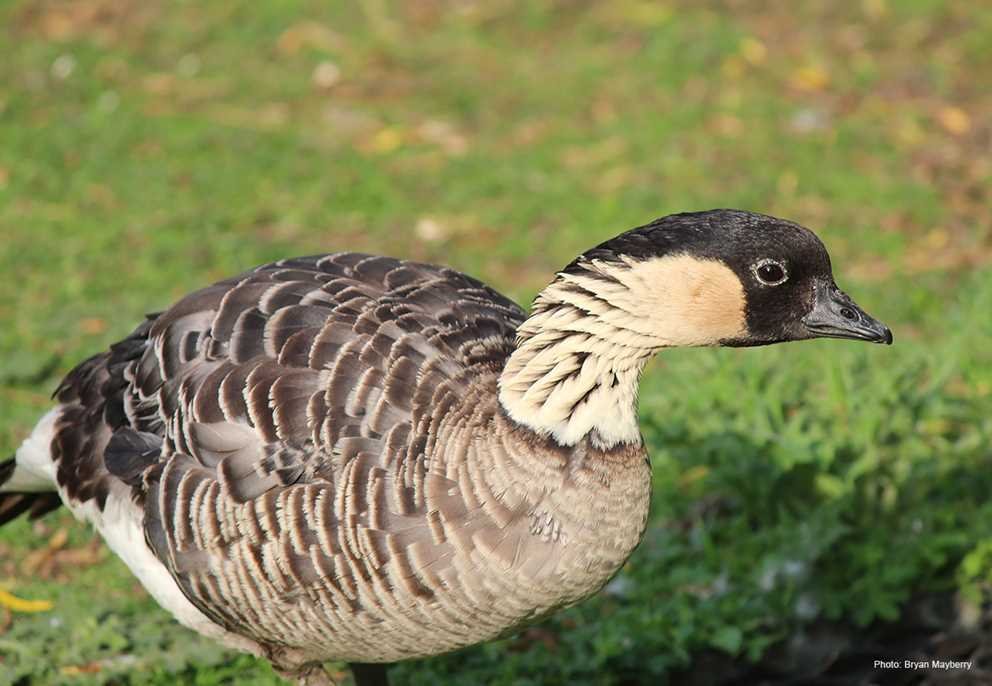 Hawaiian Nene Goose (2)