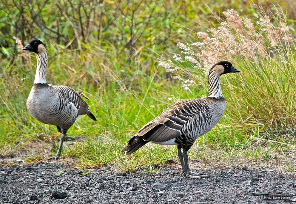 Hawaiian Nene Goose (3)