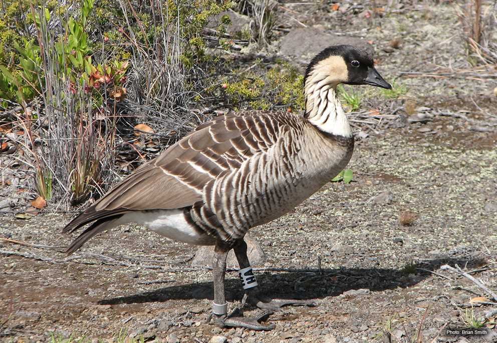 Hawaiian Nene Goose (4)