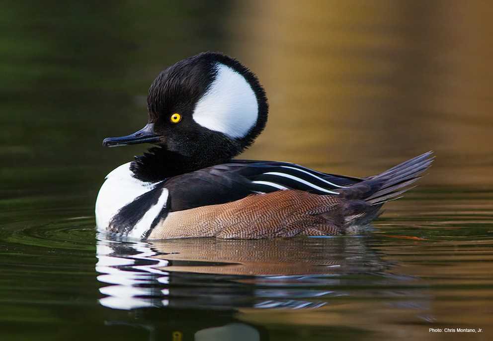 Hooded Merganser2