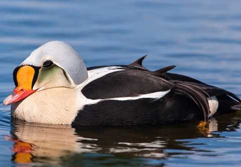 King Eider