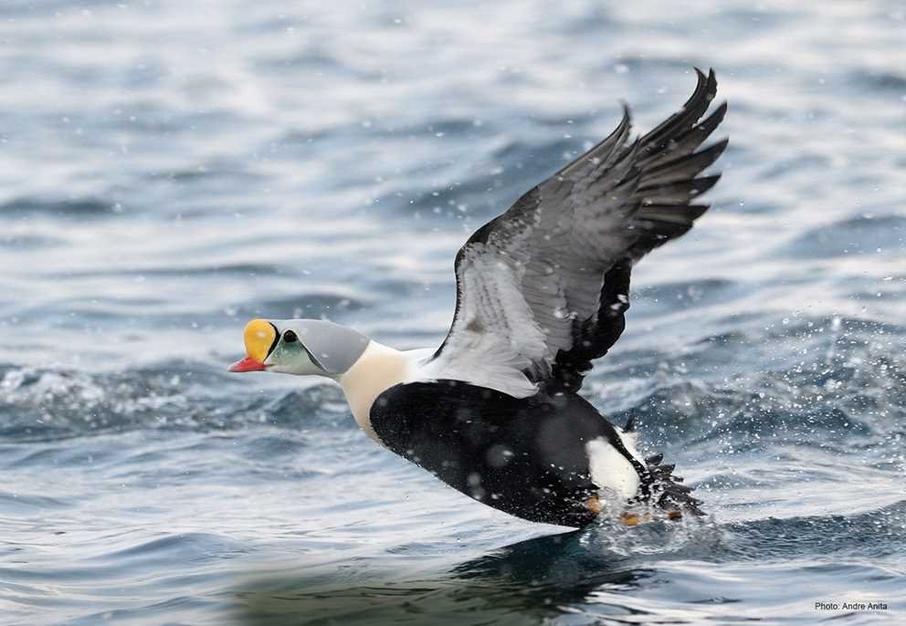 King Eider2