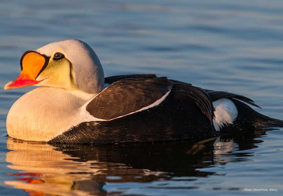King Eider3