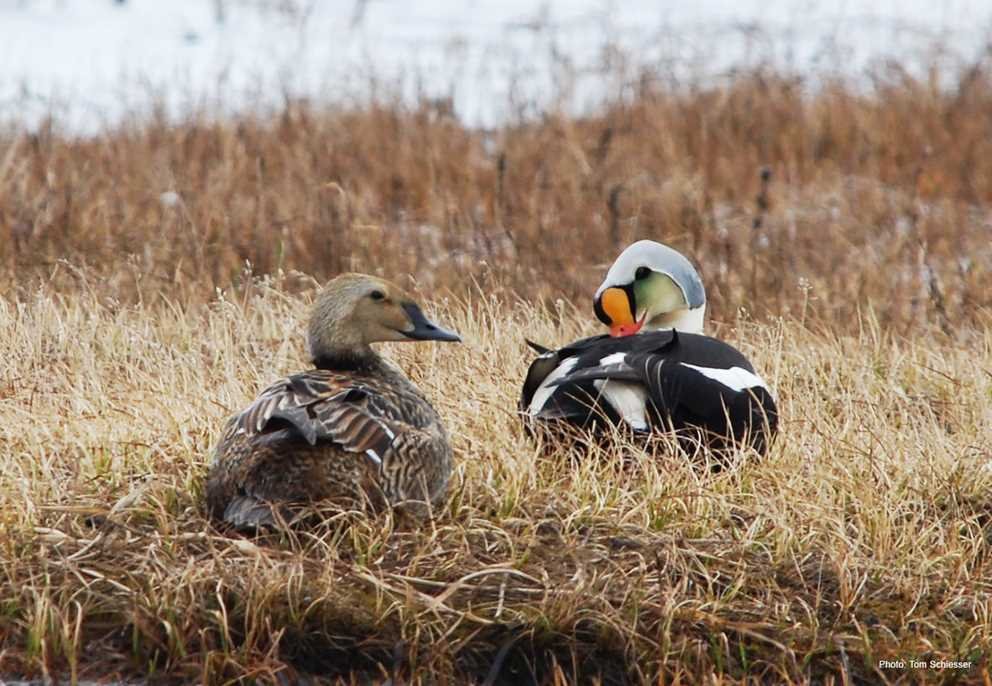 King Eider4