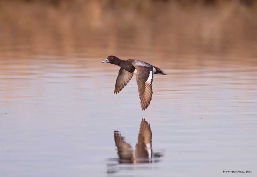 Lesser Scaup3