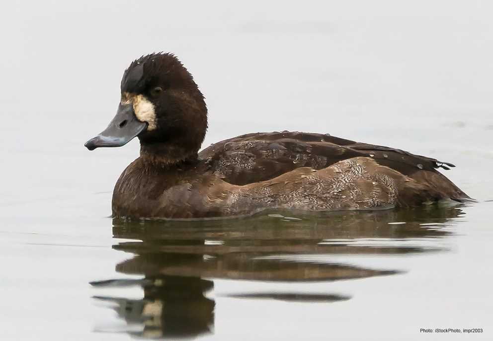 Lesser Scaup4