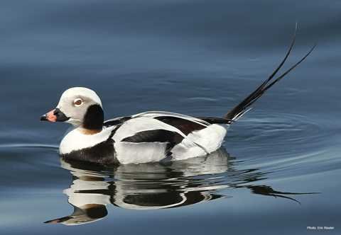 Long-Tailed Duck