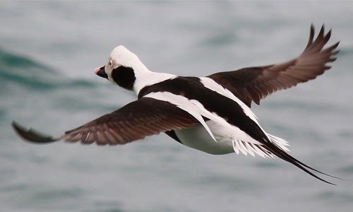 Long-Tailed Duck1