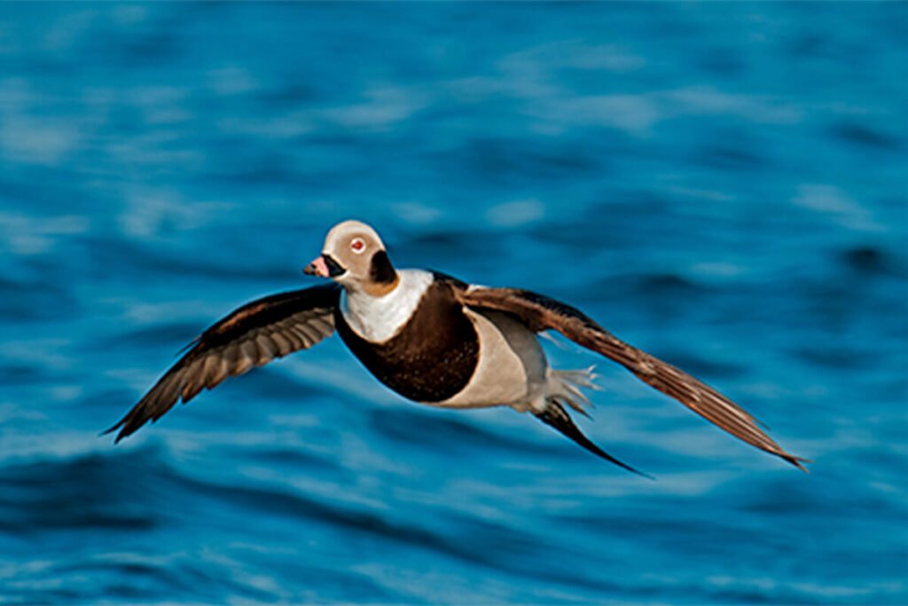 Long-Tailed Duck3