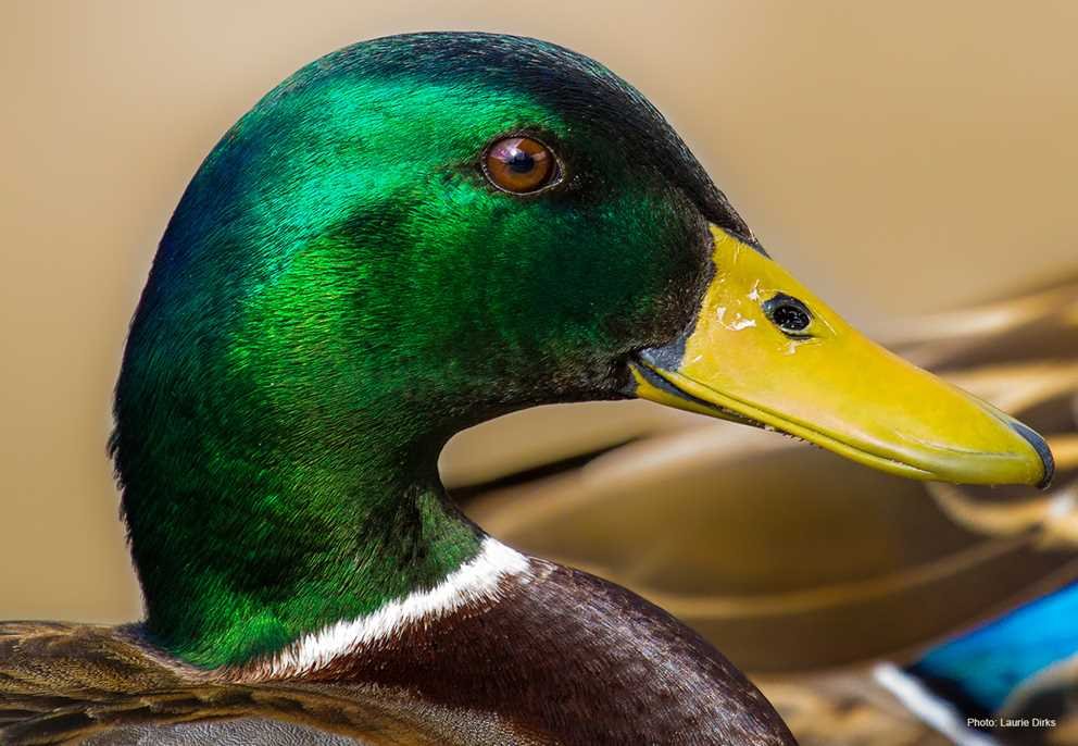 Mallard2