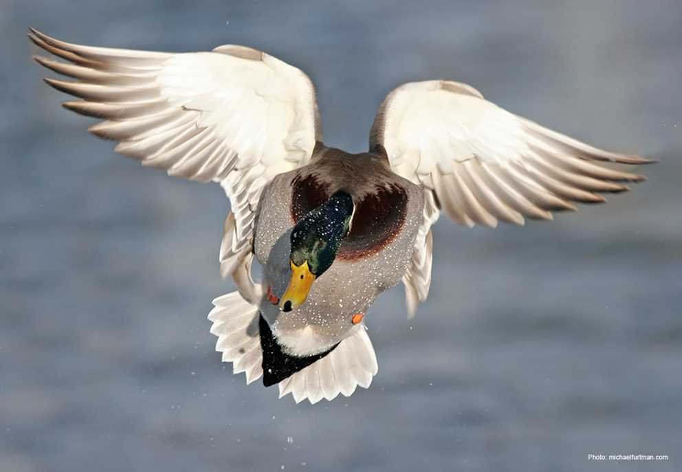 Mallard3