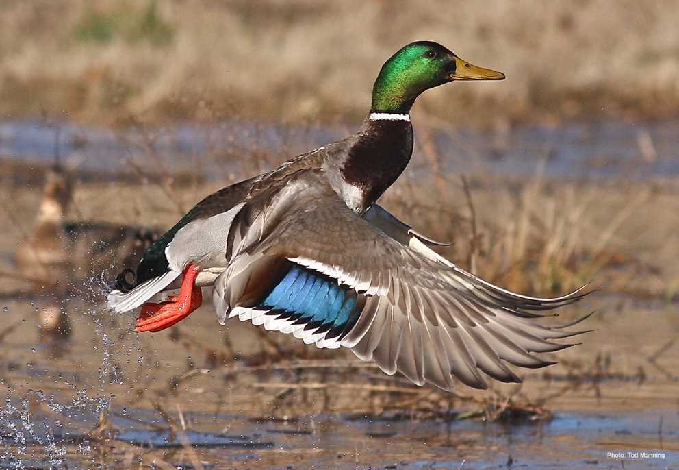 Mallard4