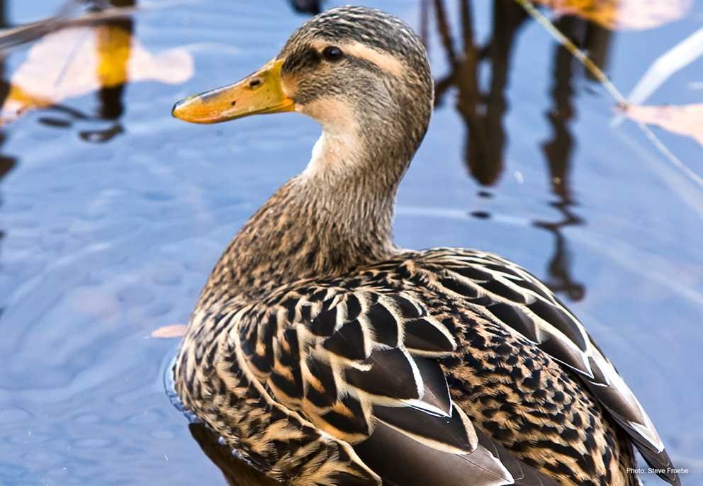 Mottled Duck4