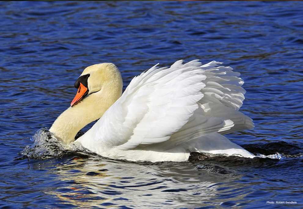 Mute Swan (1)