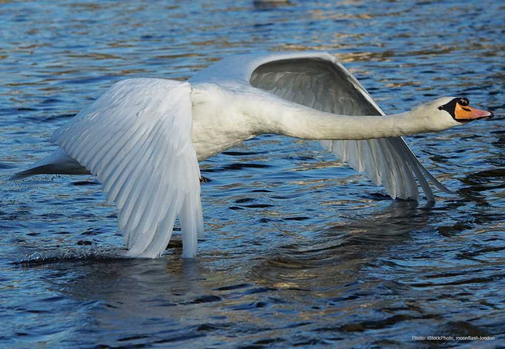 Mute Swan (2)