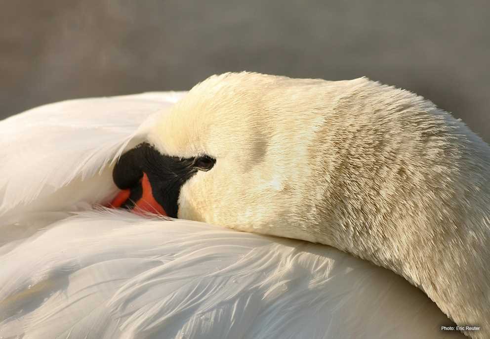 Mute Swan (4)