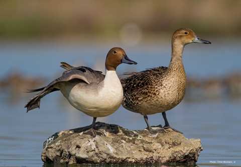 Northern Pintail