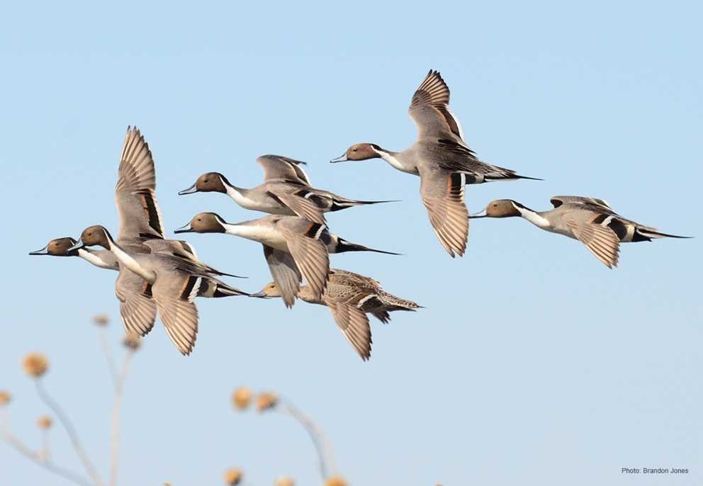 Northern Pintail2