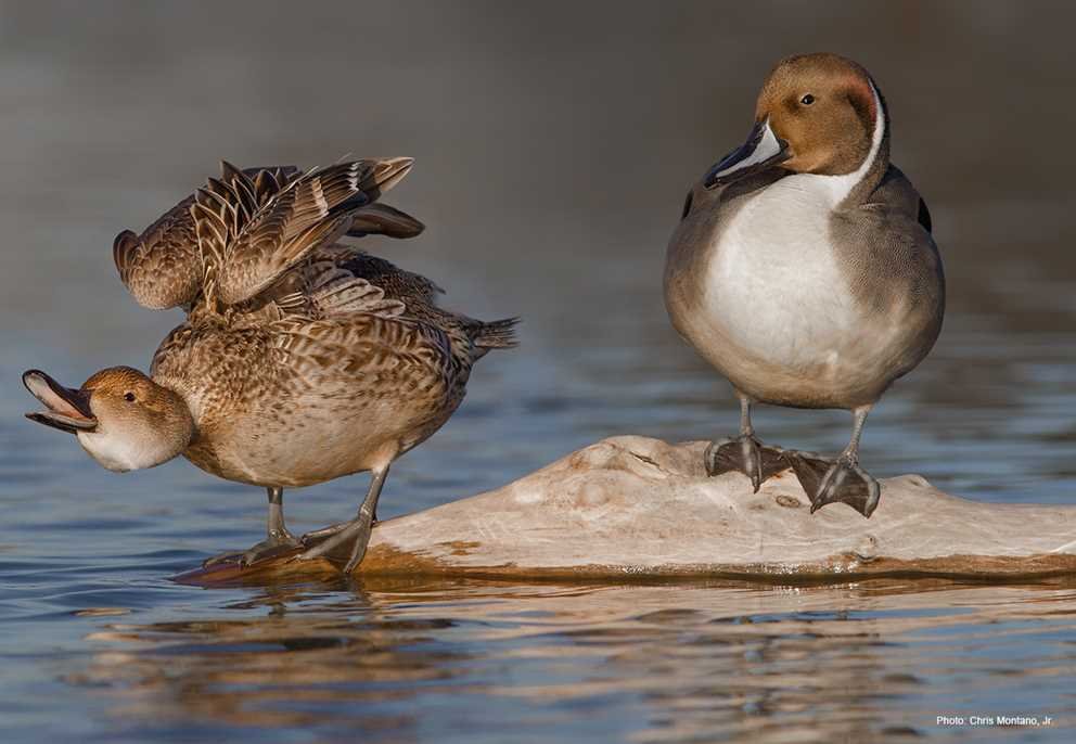 Northern Pintail3