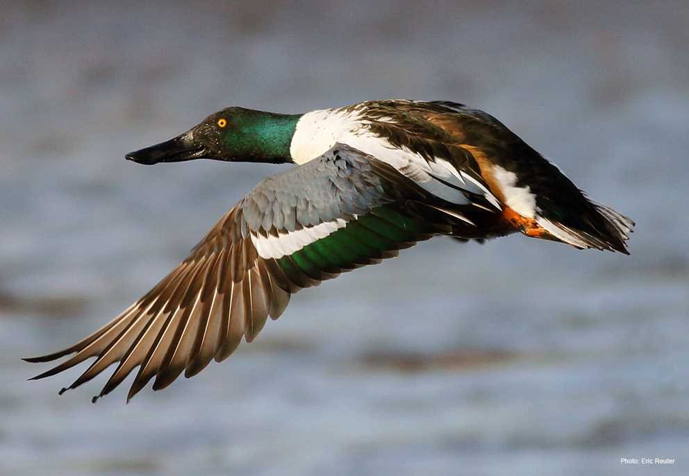 Northern Shoveler2