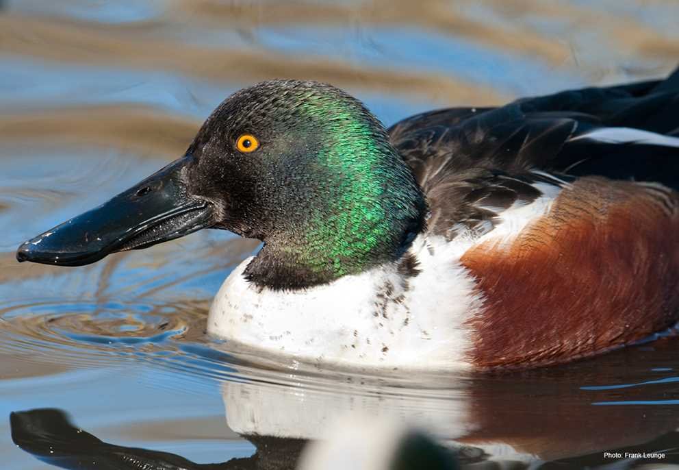 Northern Shoveler3