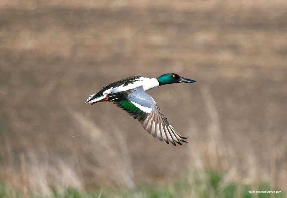 Northern Shoveler4