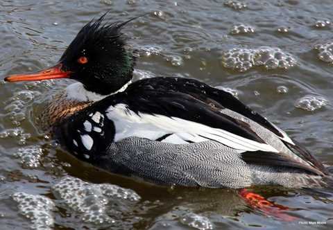 Red-breasted Merganser