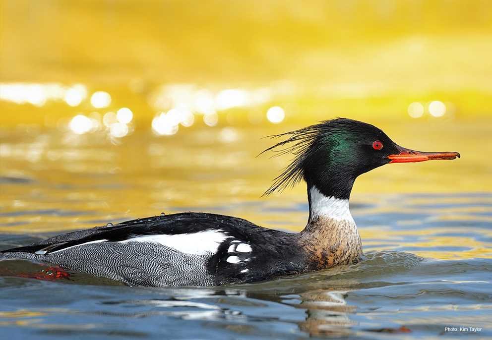Red-breasted Merganser3