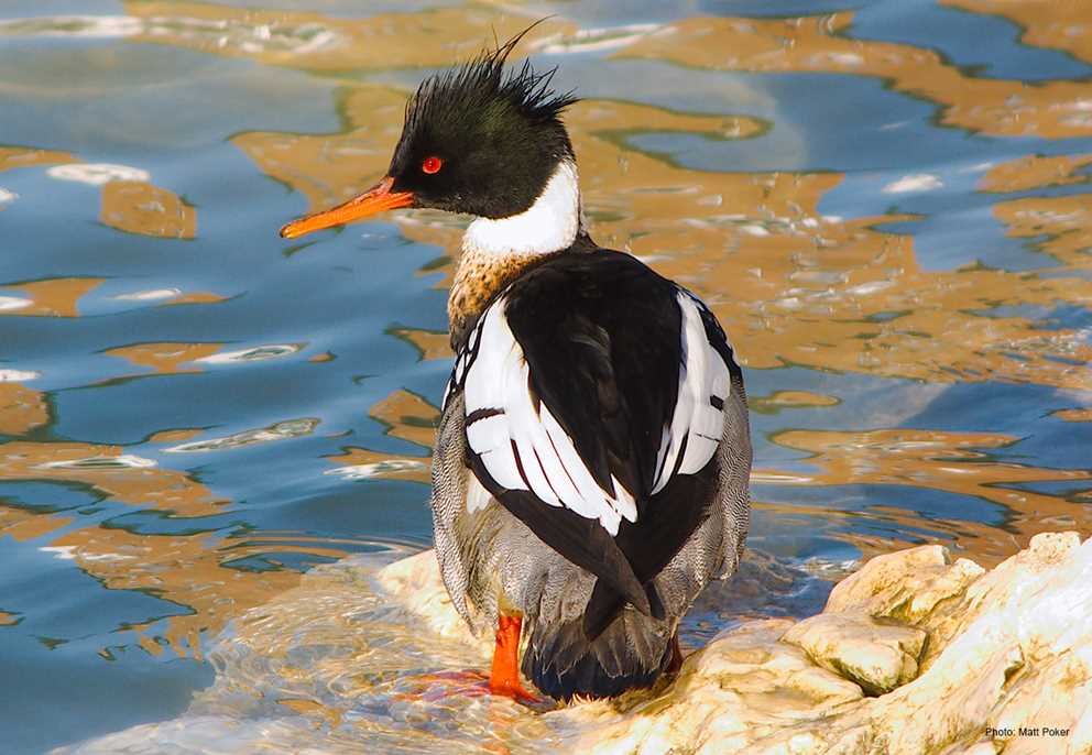 Red-breasted Merganser4