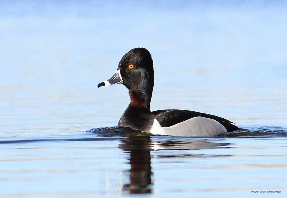 Ring-Necked Duck 2