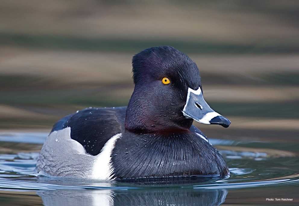 Ring-Necked Duck 4