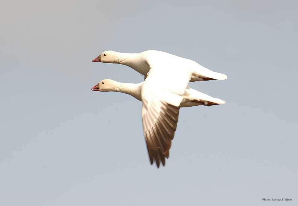 Ross_s Goose (2)