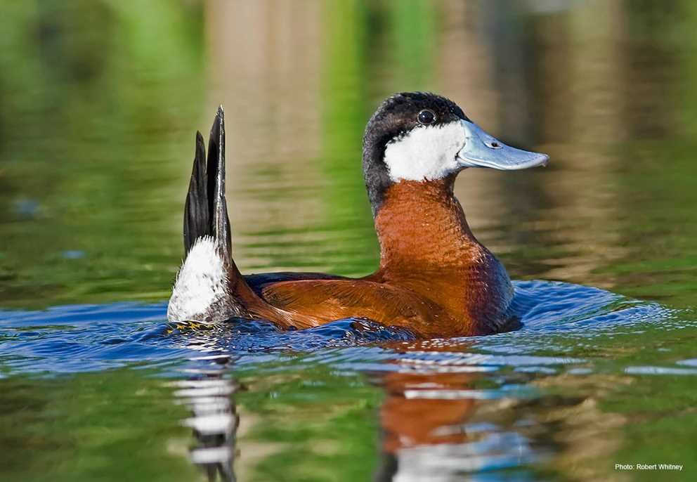 Ruddy Duck (1)
