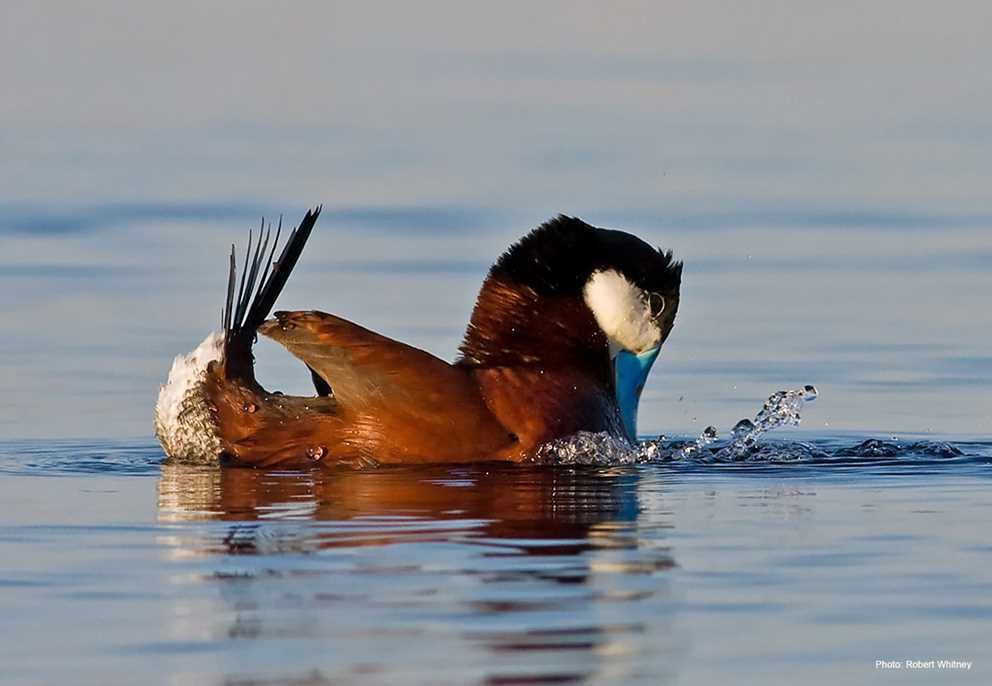 Ruddy Duck (2)
