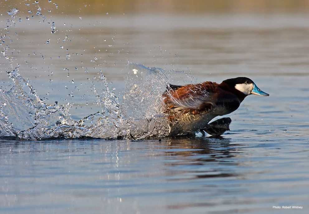 Ruddy Duck (3)
