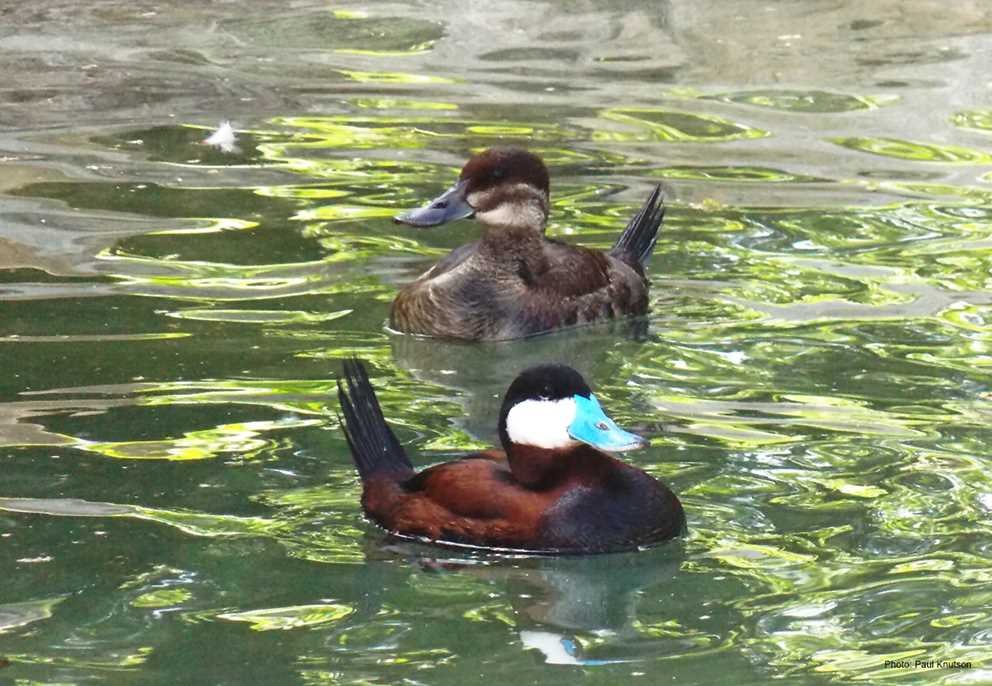 Ruddy Duck (4)